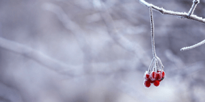 7 tips: Naturnära julbord du inte får missa