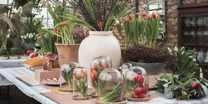 Skapa magi med tulpaner