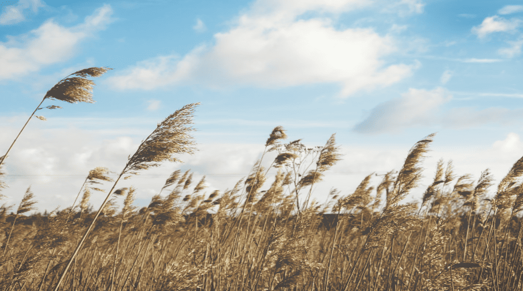 Positiva vindar blåser in över 2024