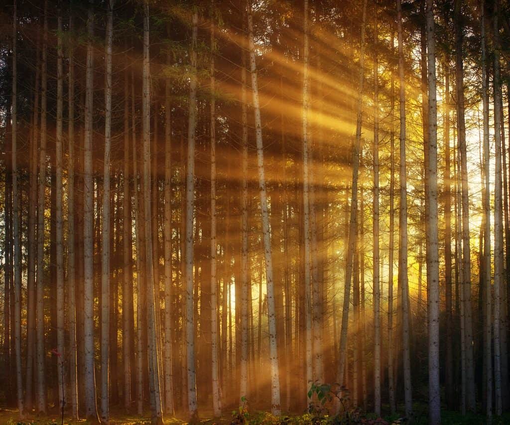 CFO Survey: Svenska finanschefer ser ljusare på framtiden