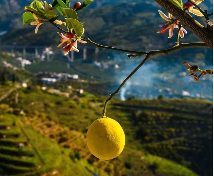 Citroner När miljön gör jobbet – så planerar du en ledningsgruppsresa som verkligen ger effekt