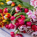 Bästa trixen för att lyckas med tulpaner