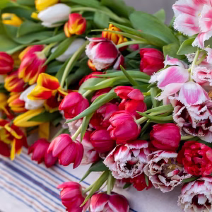 Bästa trixen för att lyckas med tulpaner
