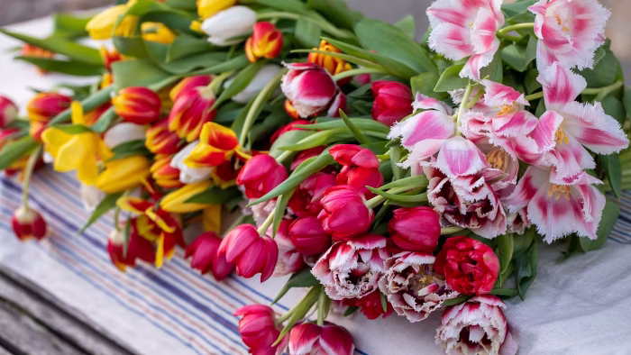 Bästa trixen för att lyckas med tulpaner