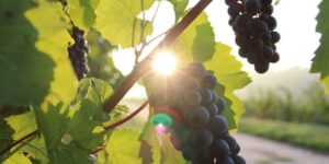 Lista: 8 vingårdar för ditt nästa företagsevent i Sverige